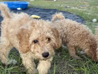 Willow, a female Poodle - Miniature  for sale in Babson Park, FL – 3 of 7