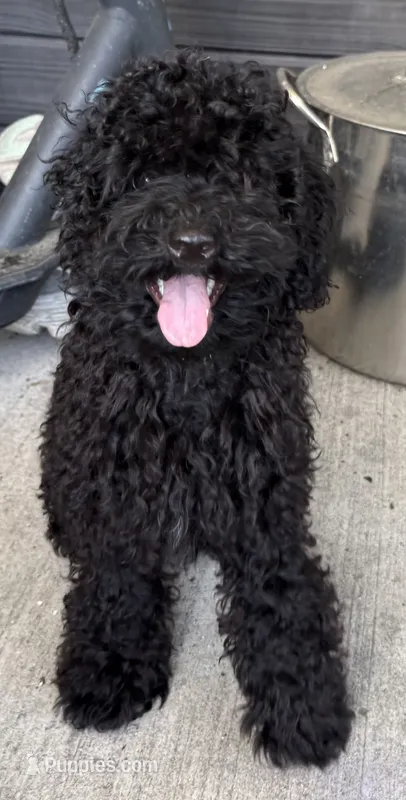 Kiku – Poodle - Miniature  puppy for sale in Babson Park, FL