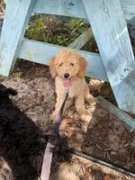 Dougie, a female Poodle - Miniature  for sale in Babson Park, FL – 3 of 5