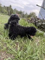 Kikuyu , a female Poodle - Miniature  for sale in Babson Park, FL – 5 of 7