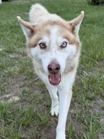 Phoenix, a male Siberian Husky for sale in Babson Park, FL – 2 of 10