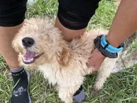 Dougie, a female Poodle - Miniature  for sale in Babson Park, FL – 4 of 5