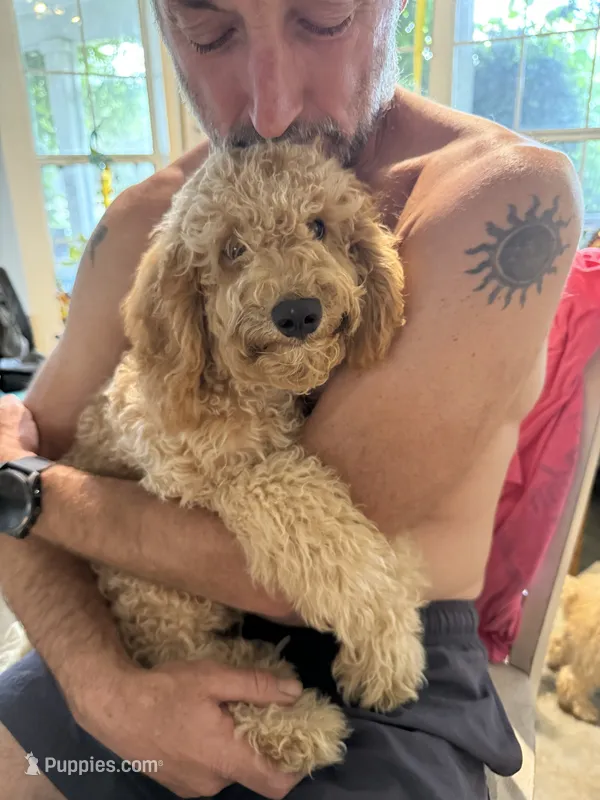 Willow – Poodle - Miniature  puppy for sale in Babson Park, FL