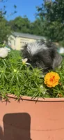 Ella, a female Shih Tzu for sale in Chesnee, SC – 3 of 4
