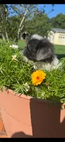 Ella, a female Shih Tzu for sale in Chesnee, SC – 2 of 4