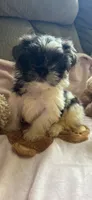 Poppy, a female Shih Tzu for sale in Chesnee, SC – 4 of 5