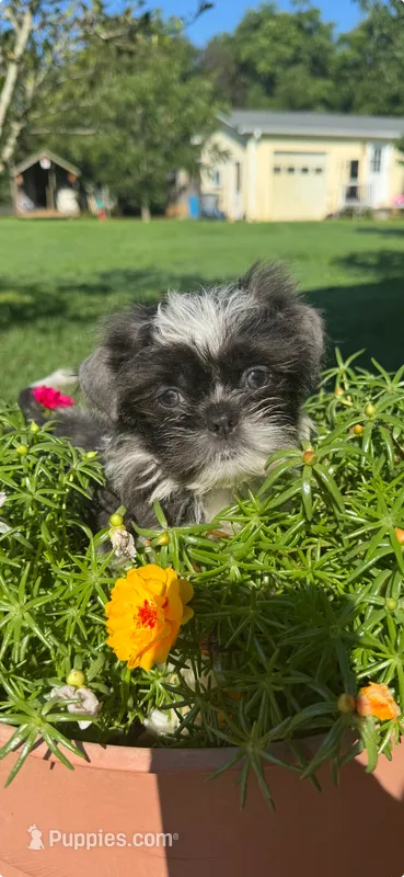 Ella – Shih Tzu puppy for sale in Chesnee, SC