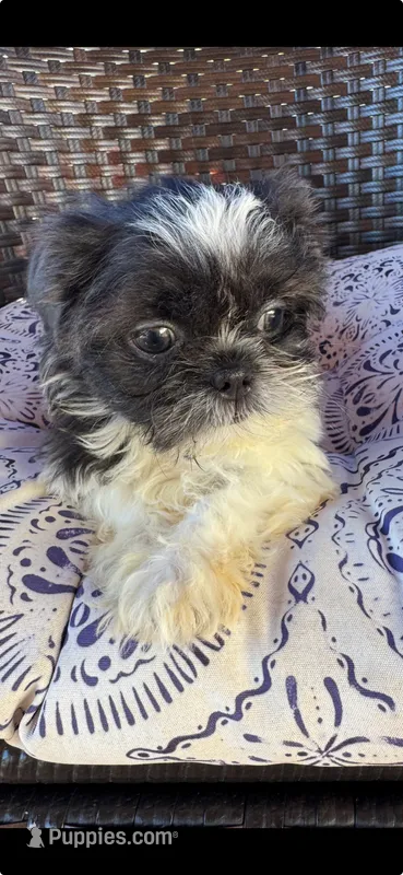 Poppy – Shih Tzu puppy for sale in Chesnee, SC