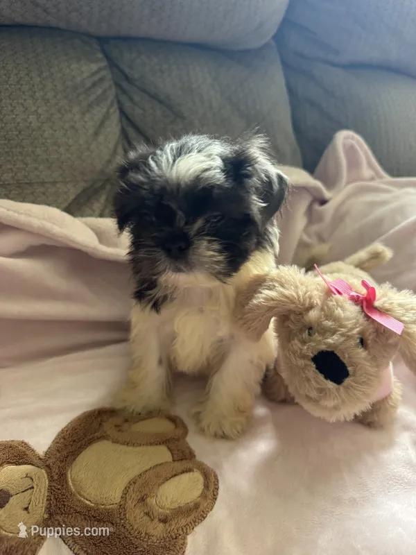 Poppy – Shih Tzu puppy for sale in Chesnee, SC