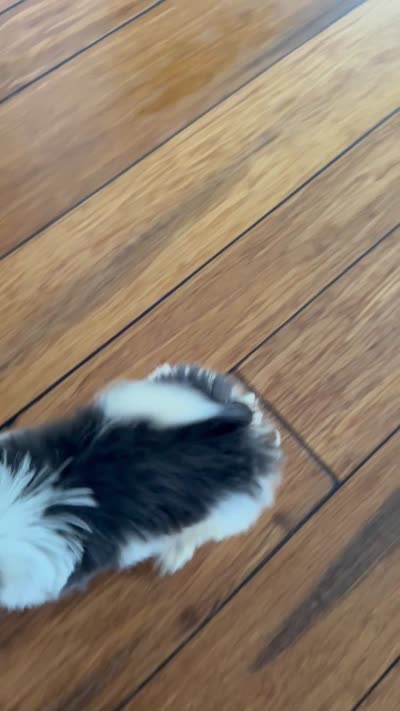 Poppy, a female Shih Tzu for sale in Chesnee, SC – 5 of 5