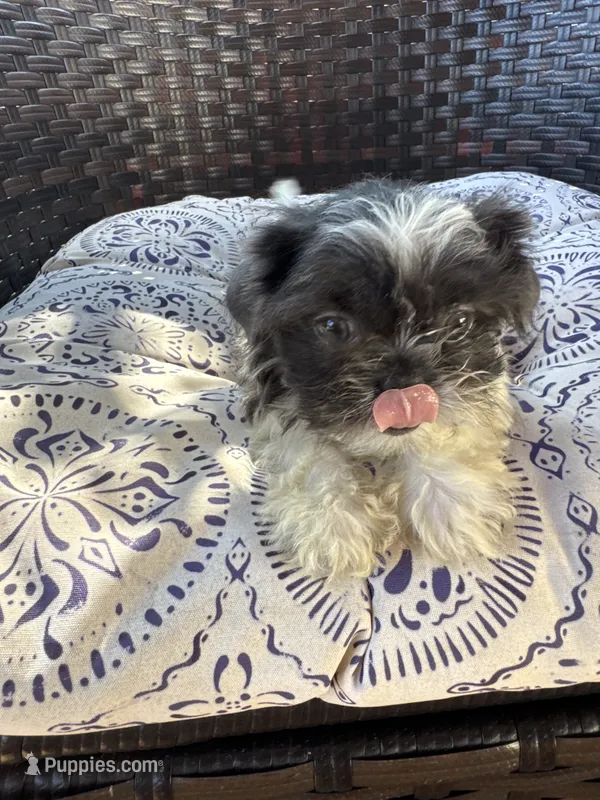 Poppy – Shih Tzu puppy for sale in Chesnee, SC