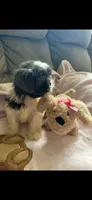Poppy, a female Shih Tzu for sale in Chesnee, SC – 2 of 5