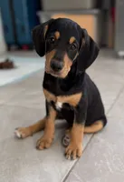 Luna, a female Standard Schnauzer and Golden Retriever for sale in Los Angeles, CA – 3 of 5