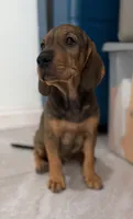 Cempasúchil.    ), a female Standard Schnauzer and Golden Retriever for sale in Los Angeles, CA – 5 of 6