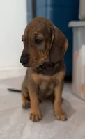 Cempasúchil.    ), a female Standard Schnauzer and Golden Retriever for sale in Los Angeles, CA – 3 of 6