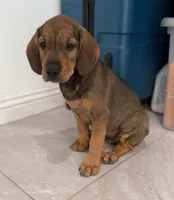 Cempasúchil.    ), a female Standard Schnauzer and Golden Retriever for sale in Los Angeles, CA – 6 of 6