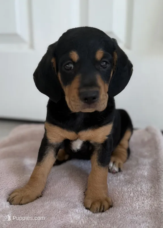 Luna – Standard Schnauzer, Goldendoodle puppy for sale in Los Angeles, CA