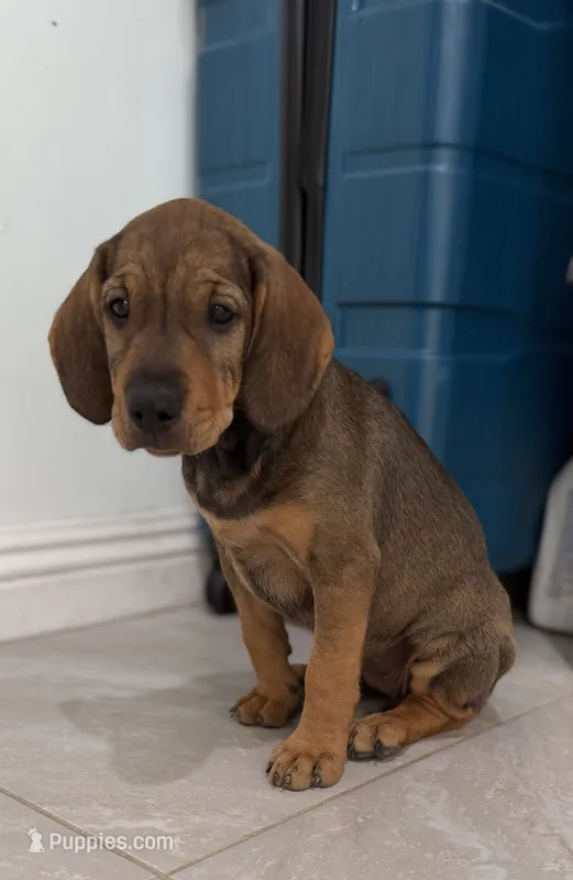 Cempasúchil.    ) – Standard Schnauzer, Golden Retriever puppy for sale in Los Angeles, CA