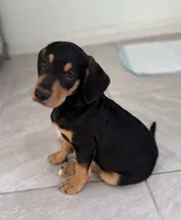 Luna, a female Standard Schnauzer and Golden Retriever for sale in Los Angeles, CA – 2 of 5