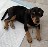 Luna, a female Standard Schnauzer and Golden Retriever for sale in Los Angeles, CA – 5 of 5