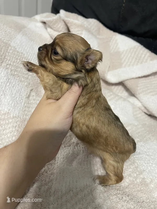 Thelma – Chihuahua puppy for sale in Loris, SC