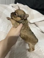 Thelma, a female Chihuahua for sale in Loris, SC – 2 of 7