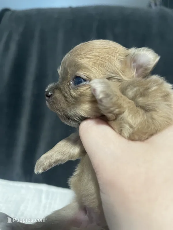 Pixie – Chihuahua puppy for sale in Loris, SC
