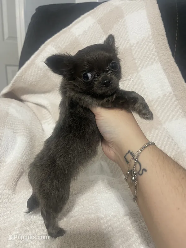 Sarah  – Chihuahua puppy for sale in Loris, SC