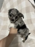 Binx, a male Chihuahua for sale in Loris, SC – 5 of 8