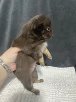 Lil Bear , a female Chihuahua for sale in Loris, SC – 3 of 6
