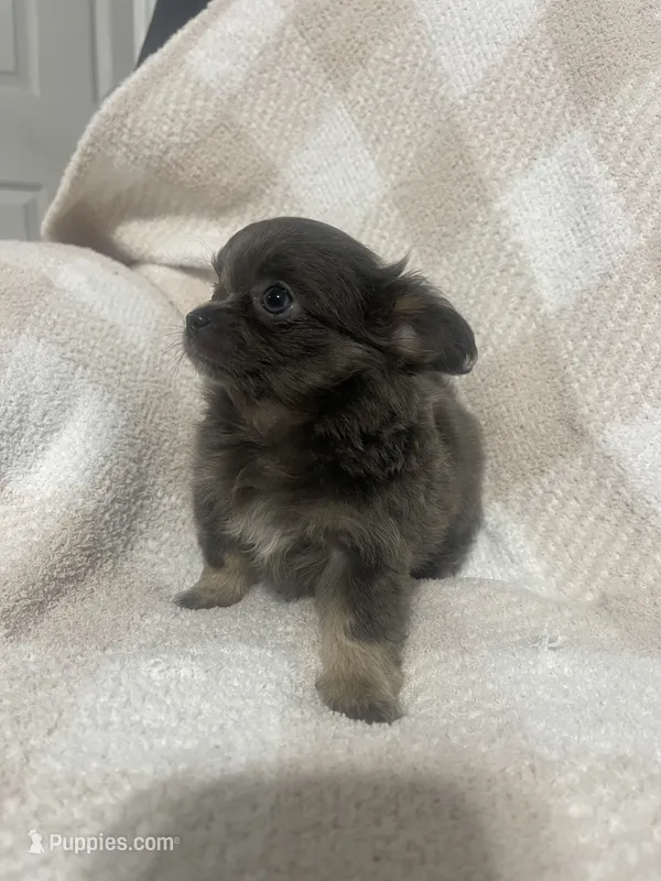 Mary – Chihuahua puppy for sale in Loris, SC