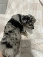 Binx, a male Chihuahua for sale in Loris, SC – 8 of 8
