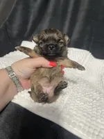 Poppi, a female Chihuahua for sale in Loris, SC – 2 of 5