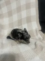 Winnie, a female Chihuahua for sale in Loris, SC – 6 of 6