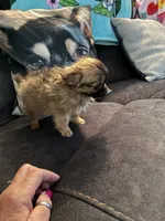 Baby Girl , a female Chihuahua for sale in Loris, SC – 3 of 6