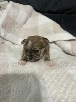 Louise , a female Chihuahua for sale in Loris, SC – 5 of 8