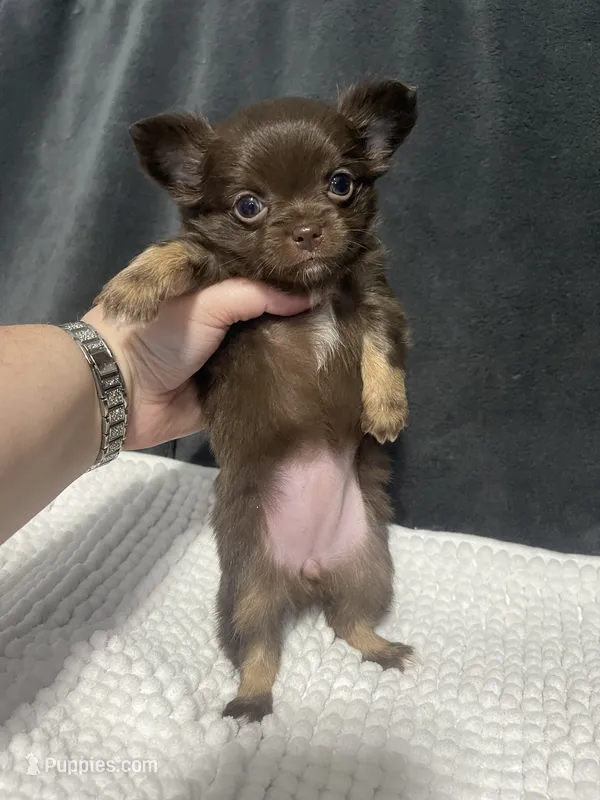 Lil Bear  – Chihuahua puppy for sale in Loris, SC