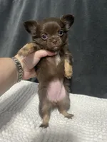 Lil Bear , a female Chihuahua for sale in Loris, SC – 1 of 6
