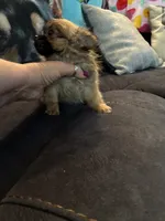 Baby Girl , a female Chihuahua for sale in Loris, SC – 4 of 6