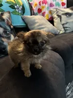 Baby Girl , a female Chihuahua for sale in Loris, SC – 5 of 6