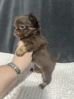 Lil Bear , a female Chihuahua for sale in Loris, SC – 2 of 6