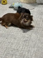 Lil Bear / Hold, a female Chihuahua for sale in Loris, SC – 9 of 10