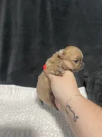 Pixie, a female Chihuahua for sale in Loris, SC – 2 of 6