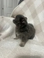 Mary, a female Chihuahua for sale in Loris, SC – 10 of 10