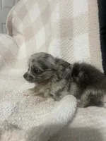 Miss Ghost, a female Chihuahua for sale in Loris, SC – 6 of 8