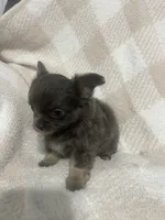 Mary, a female Chihuahua for sale in Loris, SC – 8 of 10
