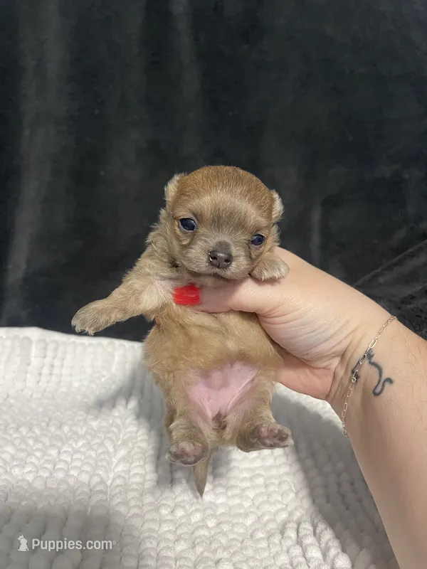 Pixie – Chihuahua puppy for sale in Loris, SC