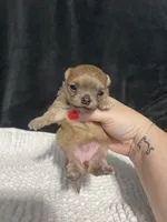 Pixie, a female Chihuahua for sale in Loris, SC – 3 of 6