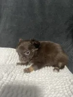 Lil Bear , a female Chihuahua for sale in Loris, SC – 4 of 6