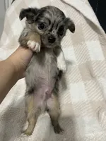 Binx, a male Chihuahua for sale in Loris, SC – 6 of 8